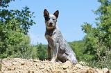 BOUVIER AUSTRALIEN 269